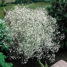 Load image into Gallery viewer, Baby's Breath Flower Seeds (100PCS)