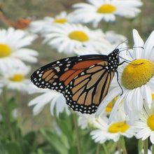 Load image into Gallery viewer, White Daisy Flower Seeds (100 PCS)
